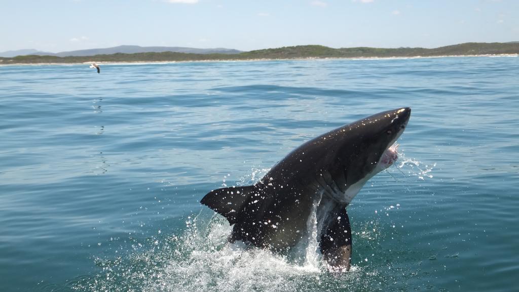 White Shark Guest House Gansbaai Exterior photo