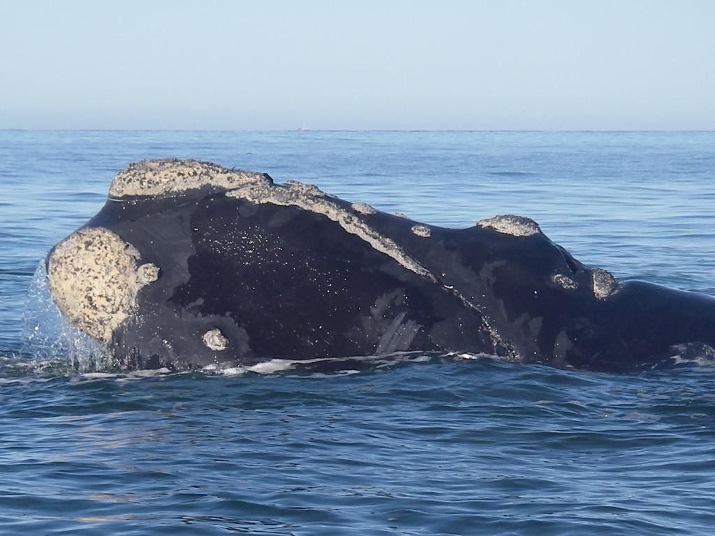 White Shark Guest House Gansbaai Exterior photo