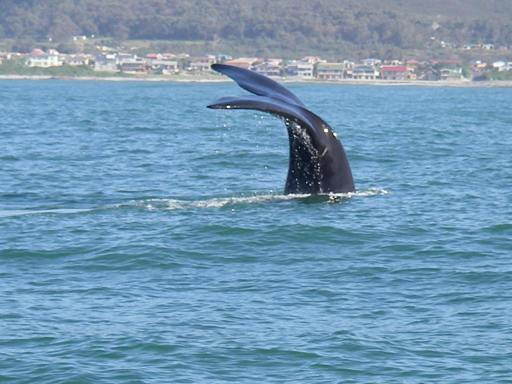 White Shark Guest House Gansbaai Exterior photo